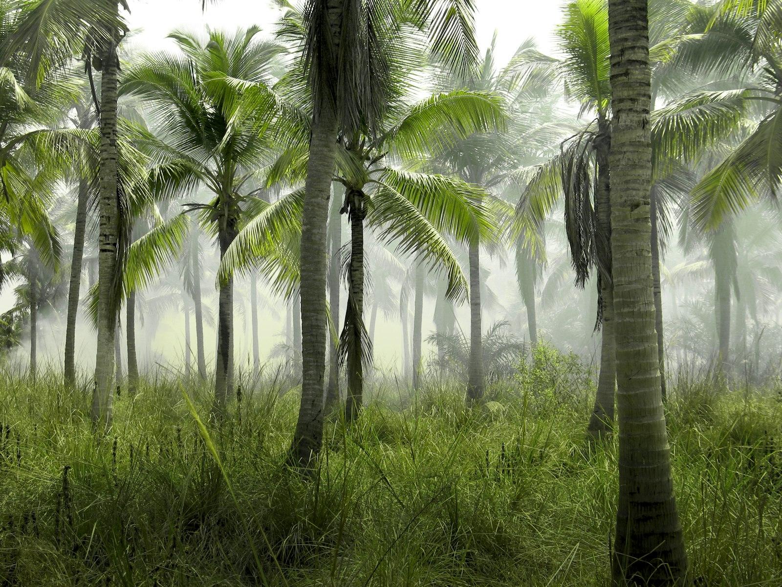 Palm trees in morning mist