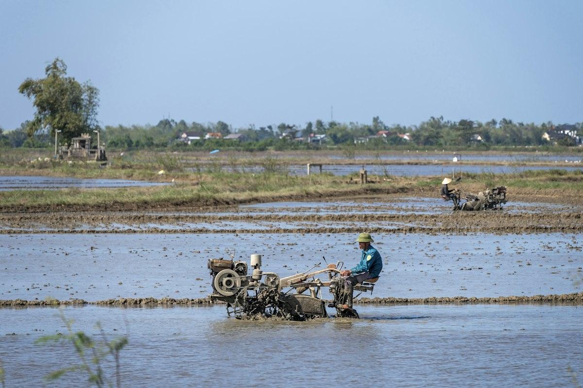 A farmer driving a hand tractor through a flooded rice paddy